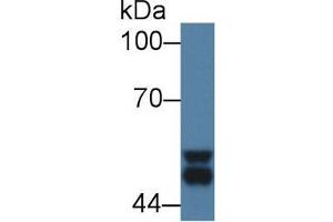 Western Blot; Sample: Mouse Cerebrum lysate; Primary Ab: 1µg/ml Rabbit Anti-Mouse GSK3a Antibody Second Ab: 0. (GSK3 alpha 抗体  (AA 122-406))