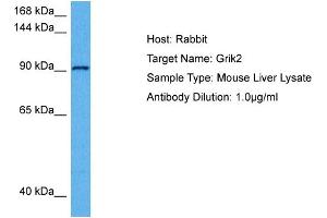 Host: Rabbit Target Name: GRIK2 Sample Tissue: Mouse Liver Antibody Dilution: 1ug/ml (Glutamate Receptor 3 抗体  (Middle Region))