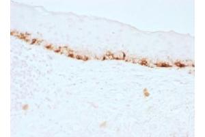 IHC testing of FFPE human skin stained with MART-1 antibody (clone M2-7C10). (MLANA 抗体)