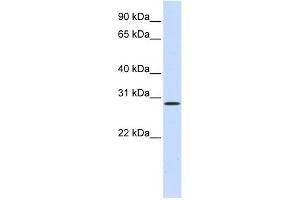 HGF antibody used at 1 ug/ml to detect target protein. (HGF 抗体)