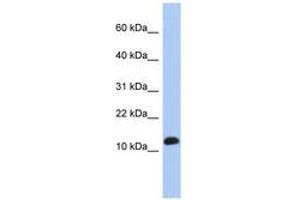 Image no. 1 for anti-Ribosomal Protein L30 (RPL30) (C-Term) antibody (ABIN6743984) (RPL30 抗体  (C-Term))