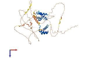 POU3F3 Protein (AA 1-497) (His tag)
