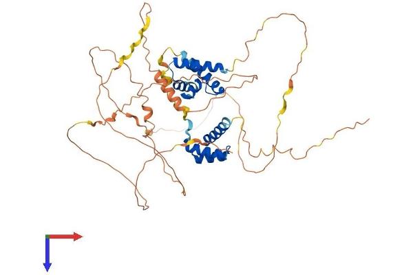 POU3F3 Protein (AA 1-497) (His tag)