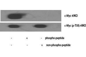 Western Blot (WB) analysis of specific cells using Phospho-c-Myc (T58) Polyclonal Antibody. (c-MYC 抗体  (pThr58))