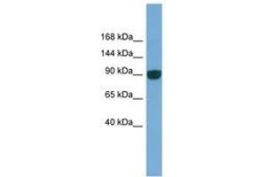 Image no. 1 for anti-Unc-45 Homolog A (UNC45A) (AA 143-192) antibody (ABIN6745687) (UNC45A 抗体  (AA 143-192))