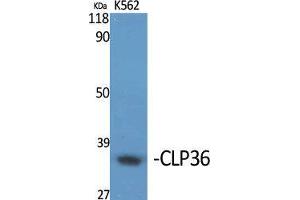Western Blot (WB) analysis of specific cells using CLP36 Polyclonal Antibody. (PDLIM1 抗体  (Internal Region))