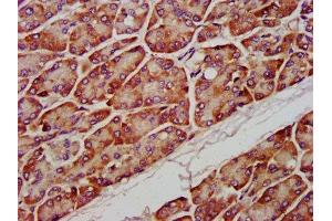 IHC image of ABIN7163151 diluted at 1:1200 and staining in paraffin-embedded human pancreatic tissue performed on a Leica BondTM system. (PTPMT1 抗体  (AA 28-201))