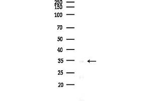 anti-Cyclin-Dependent Kinase-Like 4 (CDKL4) (Internal Region) antibody