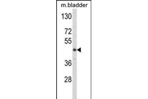 Western blot analysis of LUM Antibody (N-term) (ABIN391881 and ABIN2841701) in mouse bladder tissue lysates (35 μg/lane).