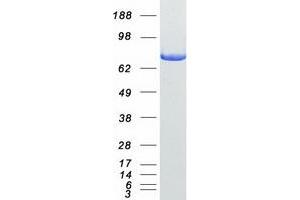 Western Blotting (WB) image for Dipeptidyl-Peptidase 3 (DPP3) (Transcript Variant 2) protein (Myc-DYKDDDDK Tag) (ABIN2719724)