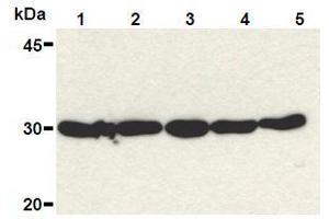 Western Blotting (WB) image for anti-High Mobility Group Box 1 (HMGB1) (Internal Region) antibody (ABIN1449284) (HMGB1 抗体  (Internal Region))