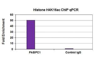 Histone H4K16ac antibody (mAb) tested by ChIP analysis. (Histone H4 抗体  (acLys16))