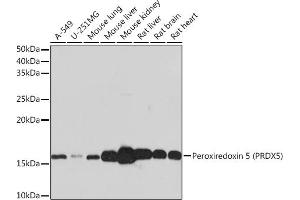 Western blot analysis of extracts of various cell lines, using Peroxiredoxin 5 (PRDX5) (PRDX5) Rabbit mAb (ABIN1680777, ABIN3018335, ABIN3018336 and ABIN7101596) at 1:1000 dilution. (Peroxiredoxin 5 抗体)