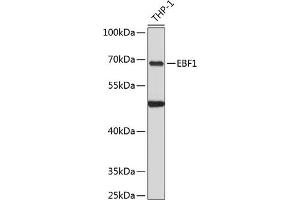 Western blot analysis of extracts of THP-1 cells, using EBF1 antibody  at 1:3000 dilution. (EBF1 抗体  (C-Term))