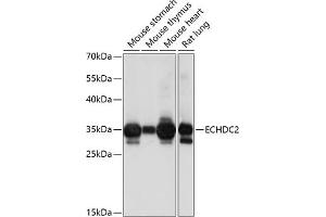 Western blot analysis of extracts of various cell lines, using ECHDC2 antibody (ABIN7266961) at 1:1000 dilution. (ECHDC2 抗体  (AA 1-292))