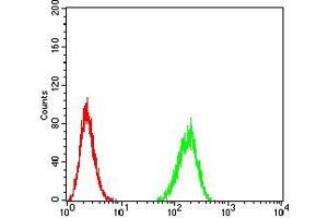 Flow cytometric analysis of Hela cells using BIN1 mouse mAb (green) and negative control (red). (BIN1 抗体  (AA 189-398))