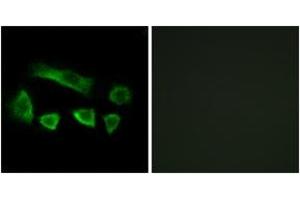 Immunofluorescence analysis of A549 cells, using NT5C1B Antibody. (NT5C1B 抗体  (AA 171-220))