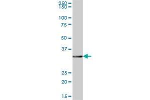 GIMAP7 MaxPab polyclonal antibody. (GIMAP7 抗体  (AA 1-300))