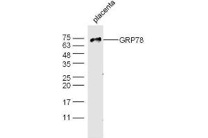 Mouse placenta probed with Rabbit Anti-GRP78 Polyclonal Antibody, Unconjugated  at 1:500 for 90 min at 37˚C. (GRP78 抗体  (AA 251-360))