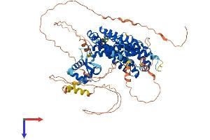 RFX2 Protein (AA 1-717) (His tag)