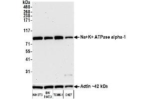 Western Blotting (WB) image for anti-alpha 1 Sodium Potassium Atpase antibody (ABIN7455086) (alpha 1 Sodium Potassium Atpase 抗体)