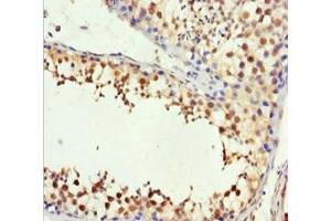 Immunohistochemistry of paraffin-embedded human testis tissue using ABIN7148560 at dilution of 1:100 (H2AFY 抗体  (AA 123-372))
