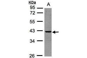 WB Image Sample (30μg whole cell lysate) A:HeLa S3, 10% SDS PAGE antibody diluted at 1:500 (BPNT1 抗体)