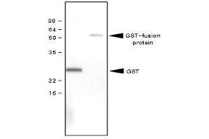 Recombinant GST (28kDa) and GST-fusion protein (61kDa) were resolved by SDS-PAGE, transferred to PVDF membrane and probed with anti-GST antibody (1:1,000). (GST 抗体)