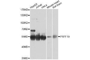 Western blot analysis of extracts of various cell lines, using PRPF19 antibody. (PRP19 抗体  (AA 127-416))