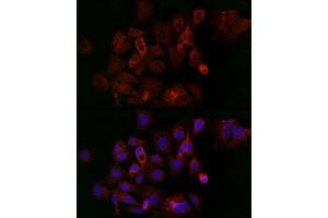 Immunofluorescence (IF) image for anti-Ferritin, Heavy Polypeptide 1 (FTH1) (AA 1-183) antibody (ABIN3021539)