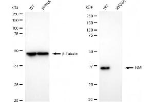 Western blotting analysis using NMI antibody (ABIN7799535).