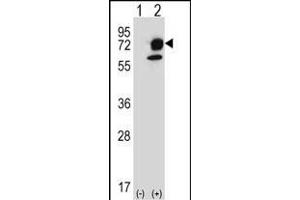 ITPKB antibody  (N-Term)