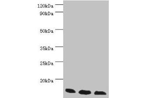Western blot All lanes: Transcription elongation factor B polypeptide 2 antibody at 3 μg/mL Lane 1: k562 whole cell lysate Lane 2: 293T whole cell lysate Lane 3: HL60 whole cell lysate Secondary Goat polyclonal to rabbit IgG at 1/10000 dilution Predicted band size: 14, 18 kDa Observed band size: 14 kDa
