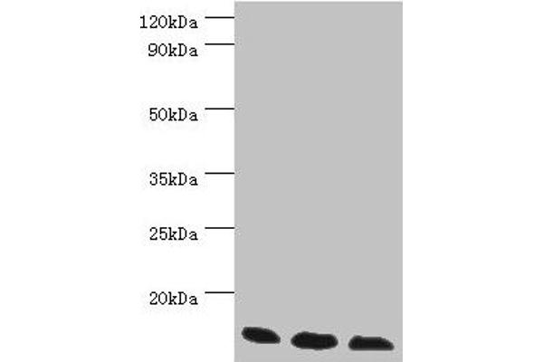 TCEB2 抗体  (AA 1-118)