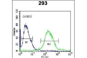 RUVBL1 (TIP49) Antibody (Center) (ABIN650670 and ABIN2850421) flow cytometric analysis of 293 cells (right histogram) compared to a negative control cell (left histogram). (RUVBL1 抗体  (AA 247-280))