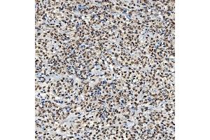 IHC analysis of SNRNP40 using anti-SNRNP40 antibody (ABIN7601719). (SNRNP40 抗体  (AA 43-357))