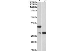 ABIN870694 (0. (C16orf57 抗体  (AA 154-167))