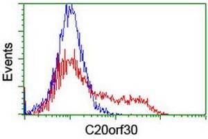 HEK293T cells transfected with either RC201878 overexpress plasmid (Red) or empty vector control plasmid (Blue) were immunostained by anti-C20orf30 antibody (ABIN2455903), and then analyzed by flow cytometry. (C20orf30 抗体)