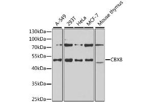 Western blot analysis of extracts of various cell lines, using CBX8 antibody (ABIN1882349) at 1:1000 dilution.