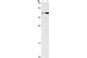 Western Blotting (WB) image for anti-Guanine Nucleotide Binding Protein (G Protein), beta 5 (GNB5) antibody (ABIN2428148) (GNB5 抗体)