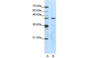 WB Suggested Anti-GTPBP9  Antibody Titration: 1. (OLA1 抗体  (N-Term))