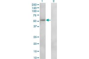 Western Blot analysis of ZNF207 expression in transfected 293T cell line by ZNF207 monoclonal antibody (M01), clone 6D6. (ZNF207 抗体  (AA 1-110))