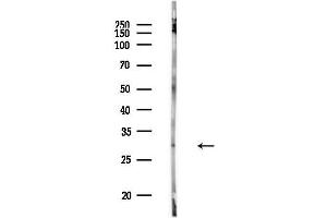 Western blot analysis of lysates from Rat brain, using CHMP1A Antibody at 1/1000 dilution.