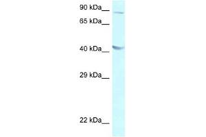Western Blot showing GALR2 antibody used at a concentration of 1 ug/ml against A549 Cell Lysate (GALR2 抗体  (C-Term))