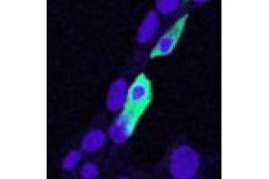 Image no. 2 for anti-Chloride Intracellular Channel 4 (CLIC4) (N-Term) antibody (ABIN374756) (CLIC4 抗体  (N-Term))
