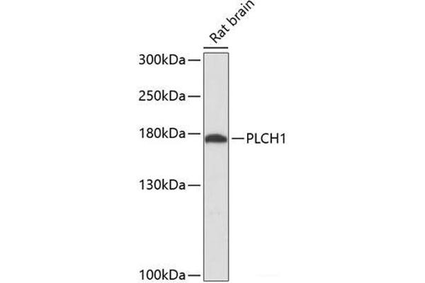 PLCH1 抗体