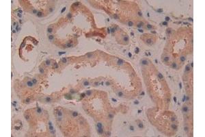 Detection of DEFb2 in Human Kidney Tissue using Polyclonal Antibody to Defensin Beta 2 (DEFb2)