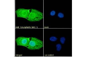 Immunofluorescence (IF) image for anti-Karyopherin (Importin) beta 1 (KPNB1) (C-Term) antibody (ABIN185516)