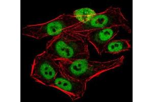 Immunofluorescence analysis of HeLa cells using AOF1 mouse mAb (green).