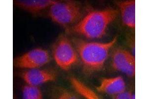 Immunofluorescence staining of methanol-fixed HeLa cells using GRIN1 polyclonal antibody (Cat # PAB12221, Red). (GRIN1/NMDAR1 抗体  (Ser897))